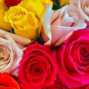 Meet your Posher, Michelle